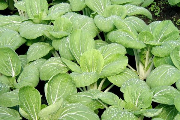 Wintergemüse Pak Choi