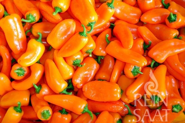 Snackpaprika 'Hamik'; ReinSaat©