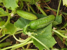 Einlegegurke 'Vorgebirgstraube, ©ReinSaat