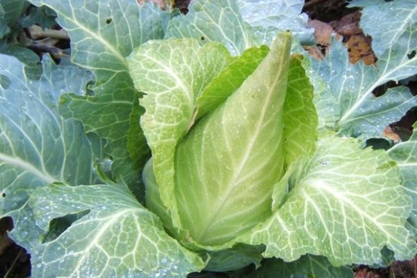 Weißkraut 'Filderkraut', ©ReinSaat