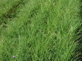 Schnittlauch, ©ReinSaat