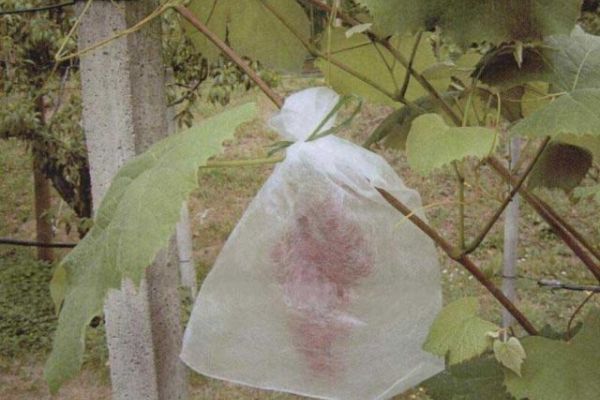 Weintraubenbeutel Bild