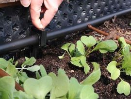 Bewässerung im Hochbeet